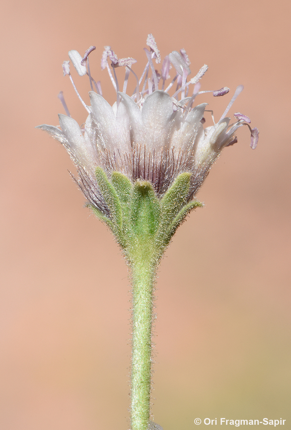 Pterocephalus sanctus  Egypt,Geotagged,Pterocephalus sanctus,Spring