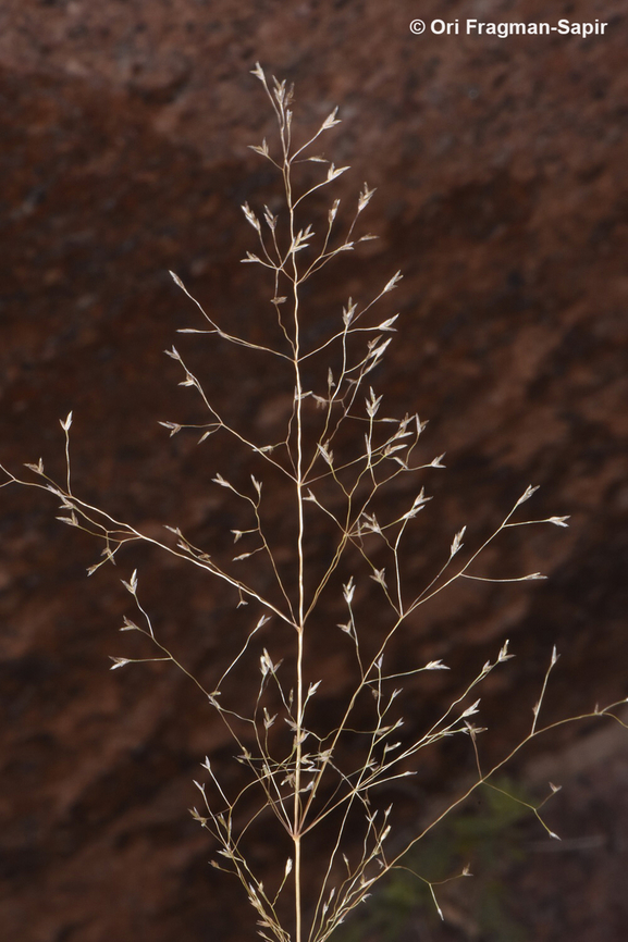 Sphenopus divaricatus  Egypt,Geotagged,Sphenopus divaricatus,Spring