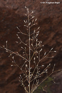 Sphenopus divaricatus  Egypt,Geotagged,Sphenopus divaricatus,Spring