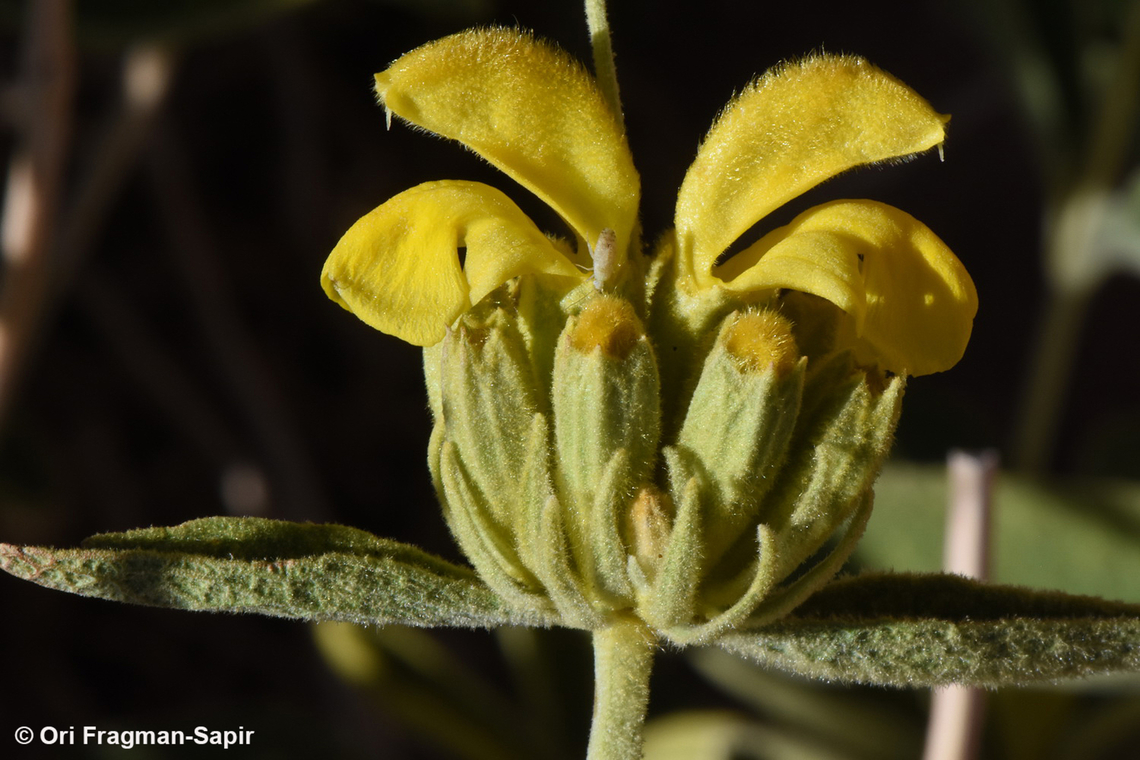 Phlomis aurea  Egypt,Geotagged,Phlomis aurea,Spring