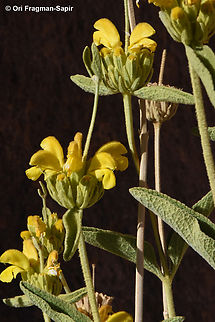 Phlomis aurea  Egypt,Geotagged,Phlomis aurea,Spring
