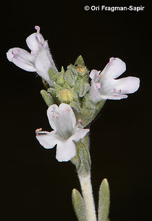 Thymus decussatus  Egypt,Geotagged,Spring,Thymus decussatus