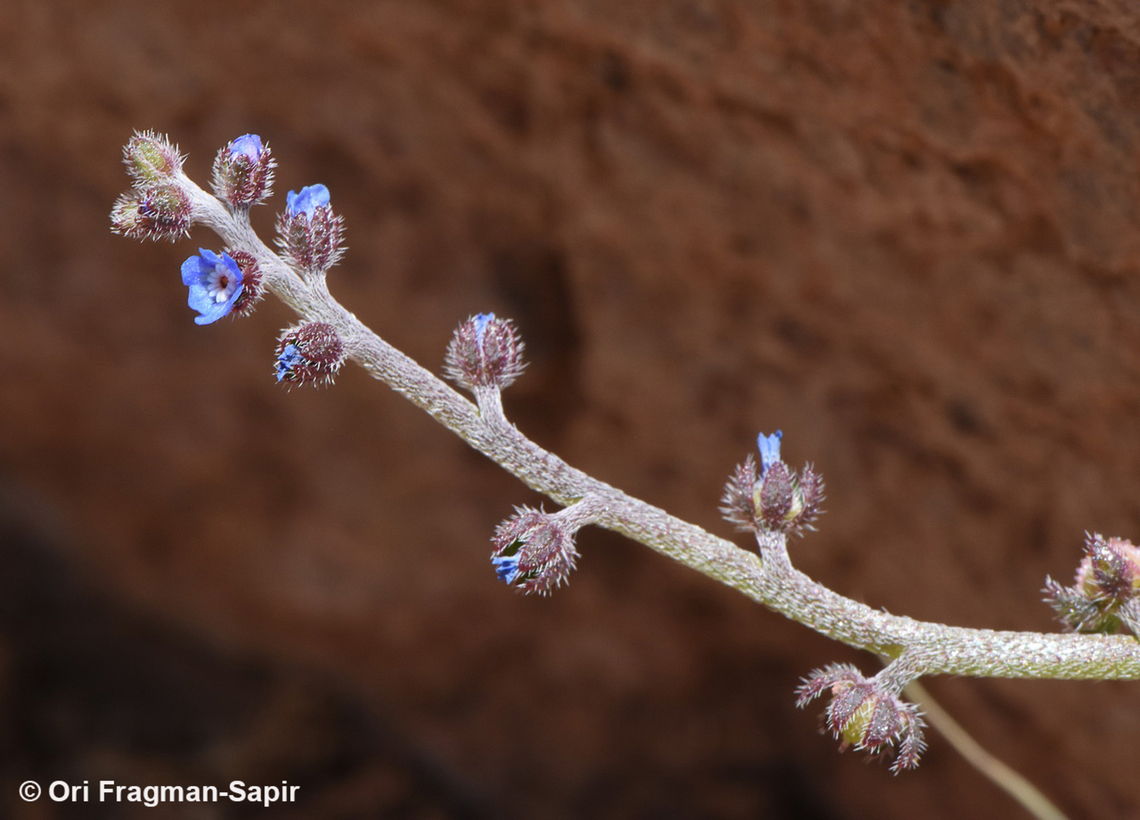 Microparacaryum intermedium  Egypt,Geotagged,Microparacaryum intermedium,Spring