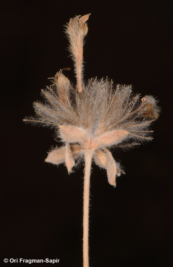 Pterocephalus sanctus  Egypt,Geotagged,Pterocephalus sanctus,Spring