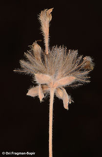 Pterocephalus sanctus  Egypt,Geotagged,Pterocephalus sanctus,Spring