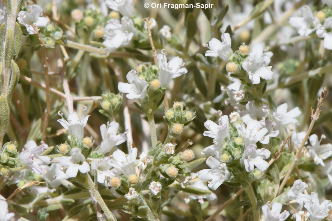 Thymus decussatus  Egypt,Geotagged,Spring,Thymus decussatus