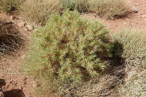 Astragalus echinus  Astragalus echinus,Egypt,Geotagged,Spring