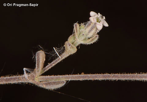Bolanthus hirsutus  Bolanthus hirsutus,Egypt,Geotagged,Spring