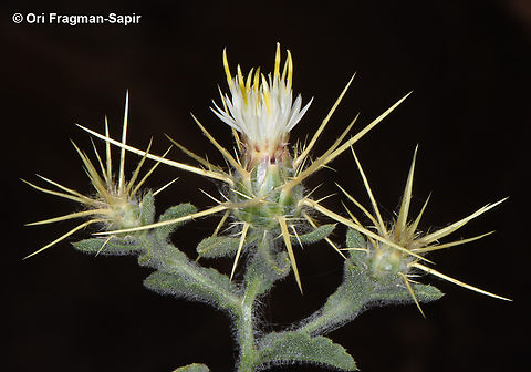 Centaurea pallescens  Centaurea pallescens,Egypt,Geotagged,Spring