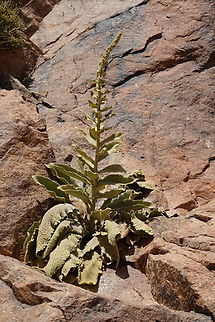 Verbascum sinaiticum  Egypt,Geotagged,Spring,Verbascum sinaiticum