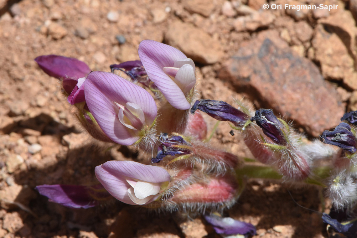 Astragalus fresenii  Astragalus fresenii,Egypt,Geotagged,Spring