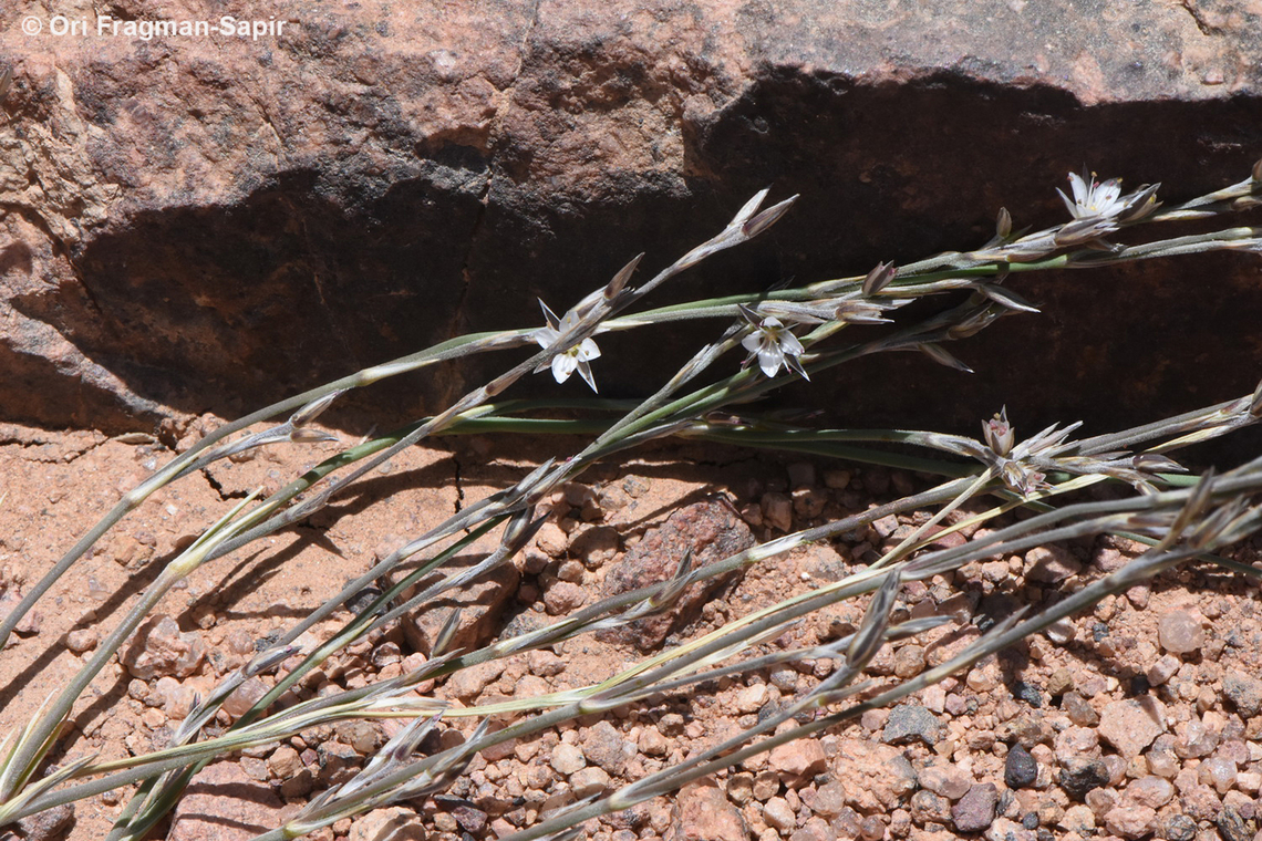 Bufonia multiceps  Bufonia multiceps,Egypt,Geotagged,Spring