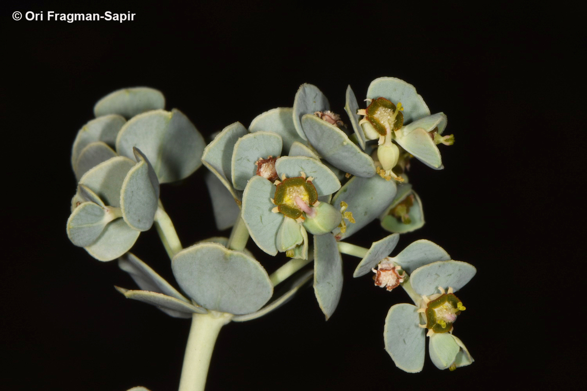 Euphorbia obovata  Egypt,Euphorbia obovata,Geotagged,Spring