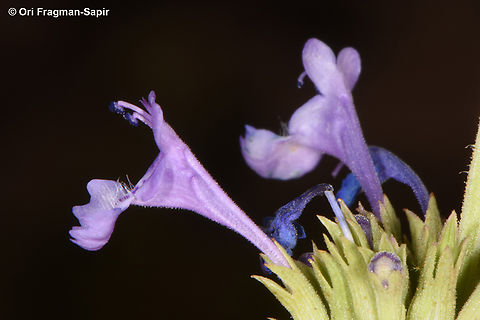 Nepeta septemcrenata  Egypt,Geotagged,Nepeta septemcrenata,Spring