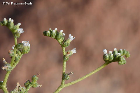Heliotropium bacciferum  Egypt,Geotagged,Heliotropium bacciferum,Spring