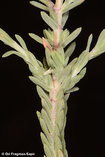 Thymus decussatus  Egypt,Geotagged,Spring,Thymus decussatus