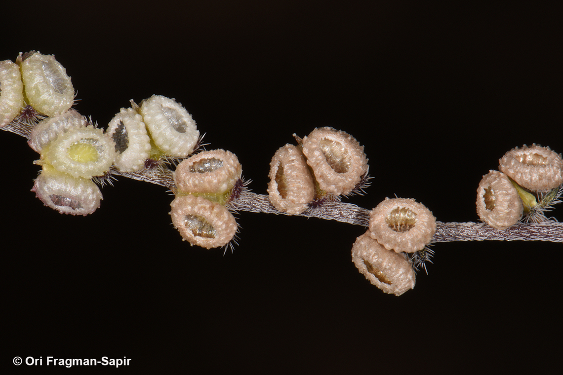 Microparacaryum intermedium  Egypt,Geotagged,Microparacaryum intermedium,Spring