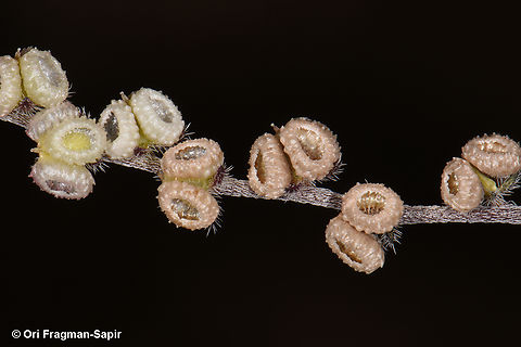 Microparacaryum intermedium  Egypt,Geotagged,Microparacaryum intermedium,Spring