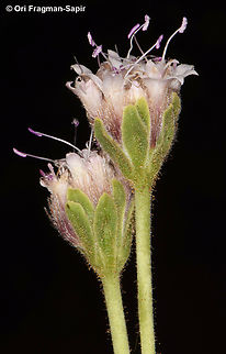 Pterocephalus sanctus  Egypt,Geotagged,Pterocephalus sanctus,Spring