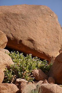 Hyoscyamus boveanus  Egypt,Geotagged,Hyoscyamus boveanus,Spring