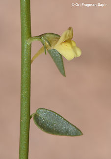 Kickxia macilenta  Egypt,Geotagged,Kickxia macilenta,Spring