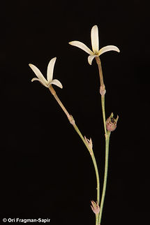 Kohautia caespitosa  Egypt,Geotagged,Kohautia caespitosa,Spring