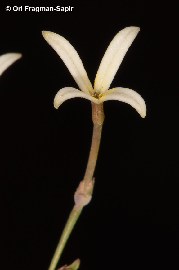 Kohautia caespitosa  Egypt,Geotagged,Kohautia caespitosa,Spring