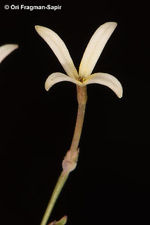 Kohautia caespitosa  Egypt,Geotagged,Kohautia caespitosa,Spring