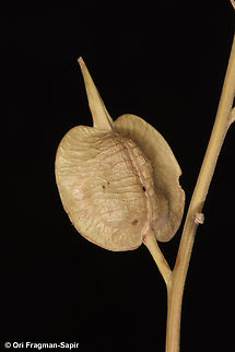 Schouwia purpurea  Egypt,Geotagged,Schouwia purpurea,Spring