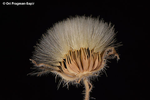 Picris cyanocarpa  Egypt,Geotagged,Picris cyanocarpa,Spring