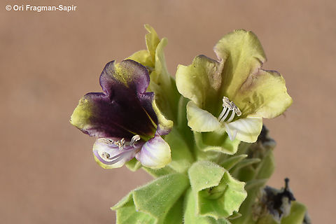 Hyoscyamus muticus  Egypt,Egyptian Henbane,Geotagged,Hyoscyamus muticus,Spring