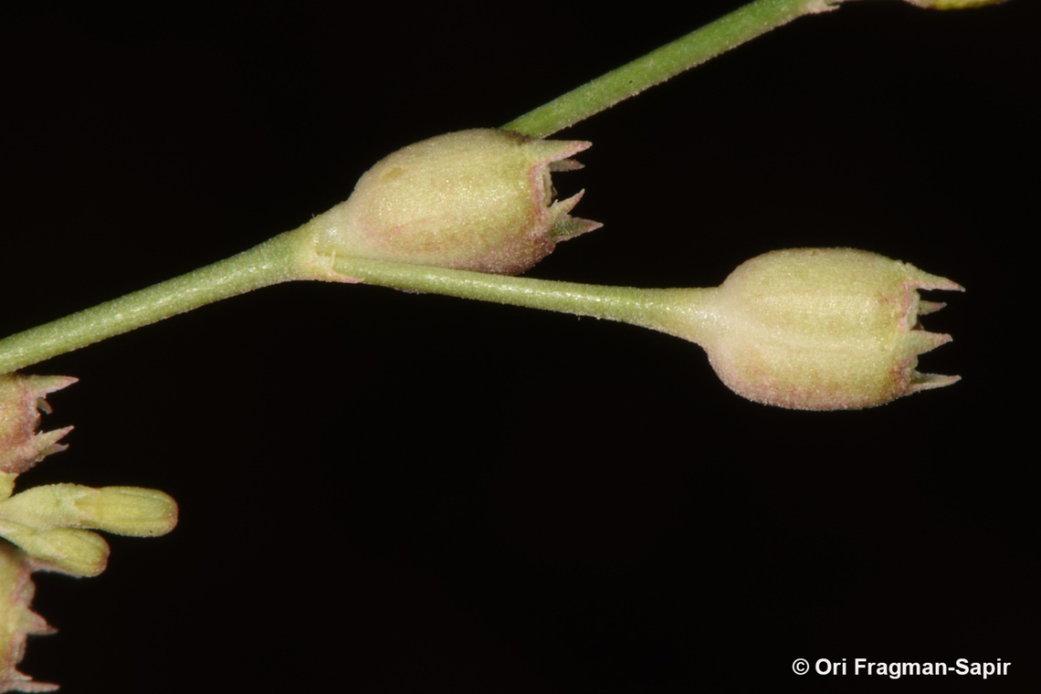 Kohautia caespitosa  Egypt,Geotagged,Kohautia caespitosa,Spring