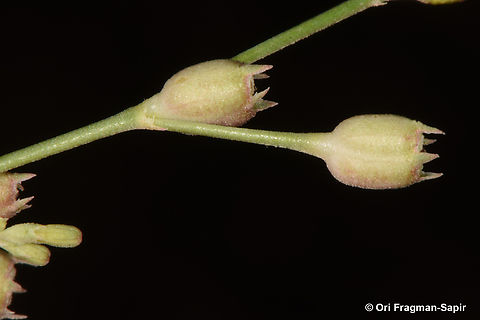 Kohautia caespitosa  Egypt,Geotagged,Kohautia caespitosa,Spring