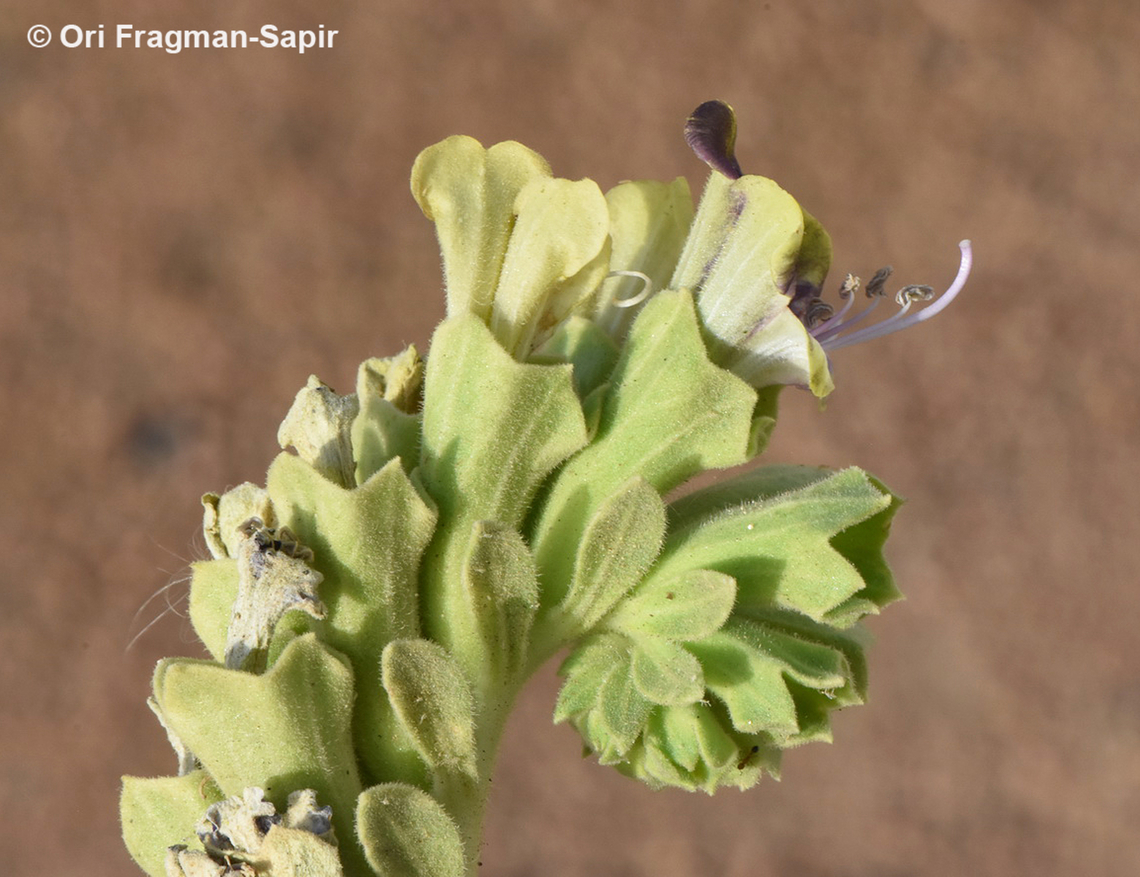 Hyoscyamus muticus  Egypt,Egyptian Henbane,Geotagged,Hyoscyamus muticus,Spring