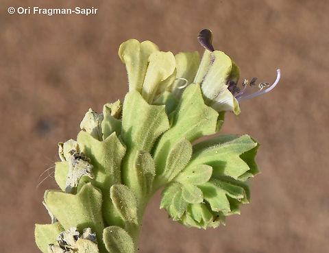 Hyoscyamus muticus  Egypt,Egyptian Henbane,Geotagged,Hyoscyamus muticus,Spring