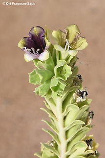 Hyoscyamus muticus  Egypt,Egyptian Henbane,Geotagged,Hyoscyamus muticus,Spring