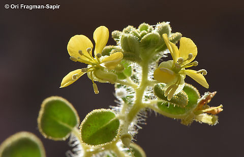 Cleome brachycarpa  Cleome brachycarpa,Egypt,Geotagged,Spring