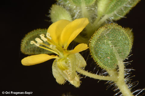 Cleome brachycarpa  Cleome brachycarpa,Egypt,Geotagged,Spring