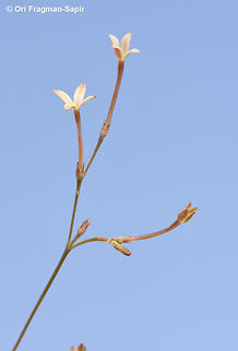 Kohautia caespitosa  Egypt,Geotagged,Kohautia caespitosa,Spring