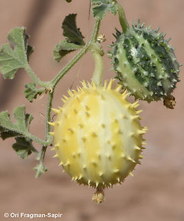 Cucumis prophetarum  Cucumis prophetarum,Egypt,Geotagged,Spring