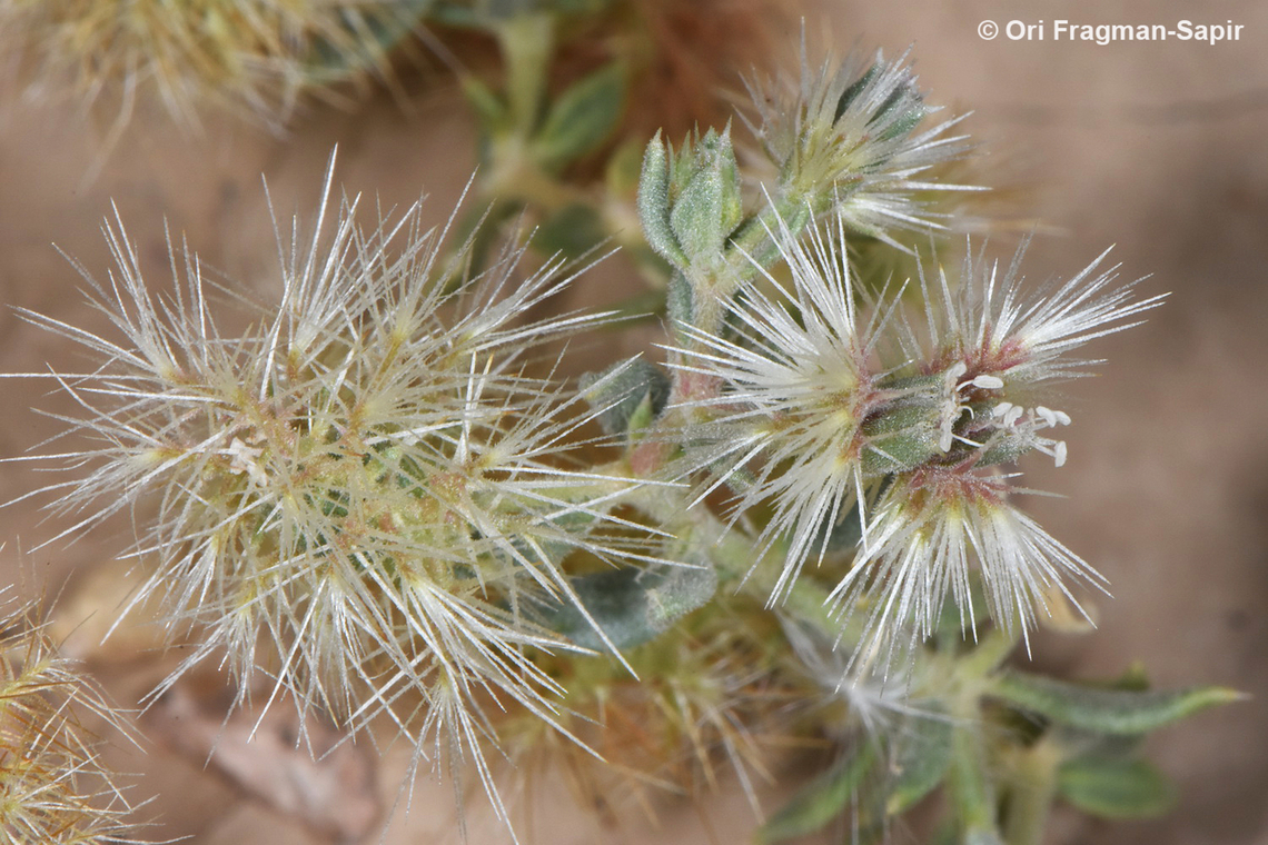 Cometes abyssinica  Cometes abyssinica,Egypt,Geotagged,Spring