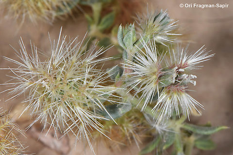 Cometes abyssinica  Cometes abyssinica,Egypt,Geotagged,Spring