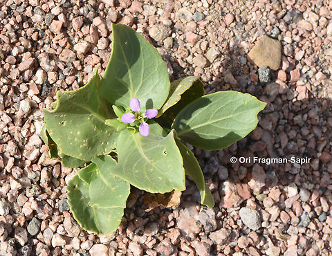 Schouwia purpurea  Egypt,Geotagged,Schouwia purpurea,Spring