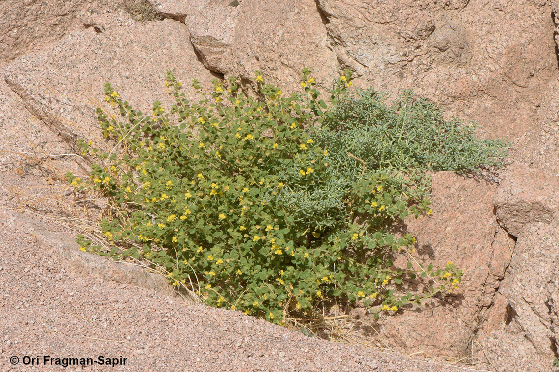 Cleome brachycarpa  Cleome brachycarpa,Egypt,Geotagged,Spring