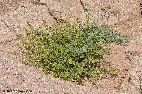 Cleome brachycarpa  Cleome brachycarpa,Egypt,Geotagged,Spring