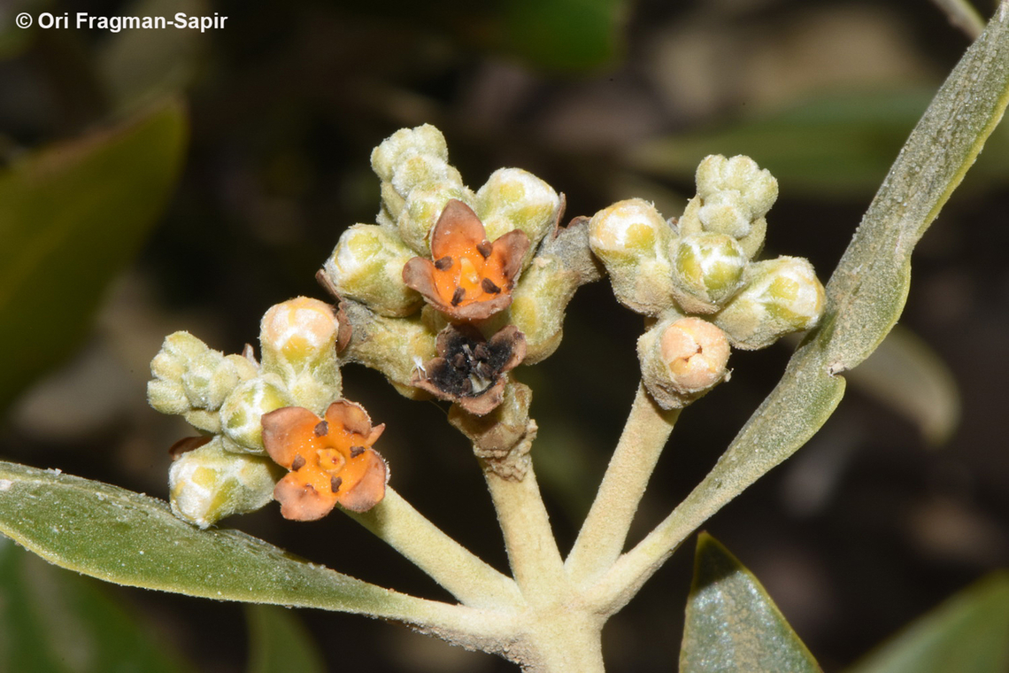 Avicennia marina S Sinai, Nabek Avicennia marina,Egypt,Geotagged,Grey Mangrove,Spring