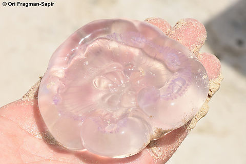 Aurelia aurita S Sinai, Nabek Aurelia aurita,Egypt,Geotagged,Spring