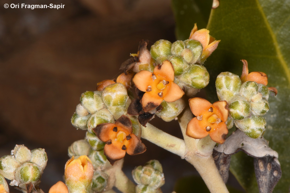 Avicennia marina S Sinai, Nabek Avicennia marina,Egypt,Geotagged,Grey Mangrove,Spring