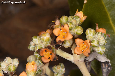 Avicennia marina S Sinai, Nabek Avicennia marina,Egypt,Geotagged,Grey Mangrove,Spring