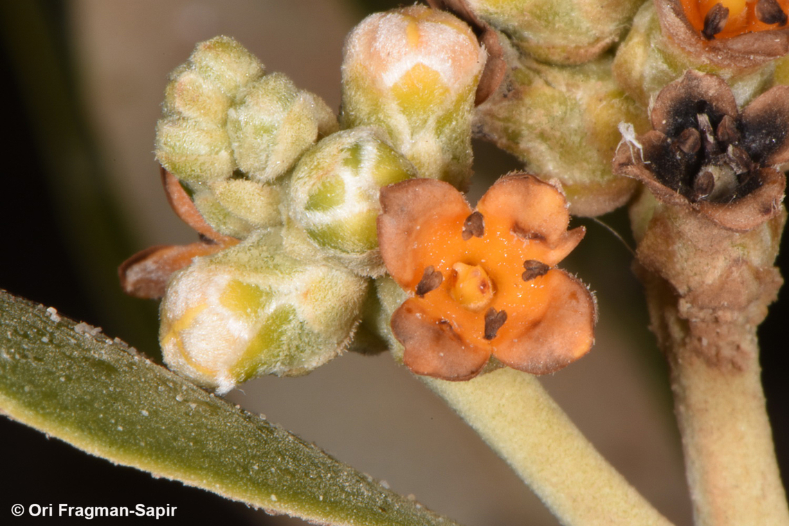 Avicennia marina S Sinai, Nabek Avicennia marina,Egypt,Geotagged,Grey Mangrove,Spring